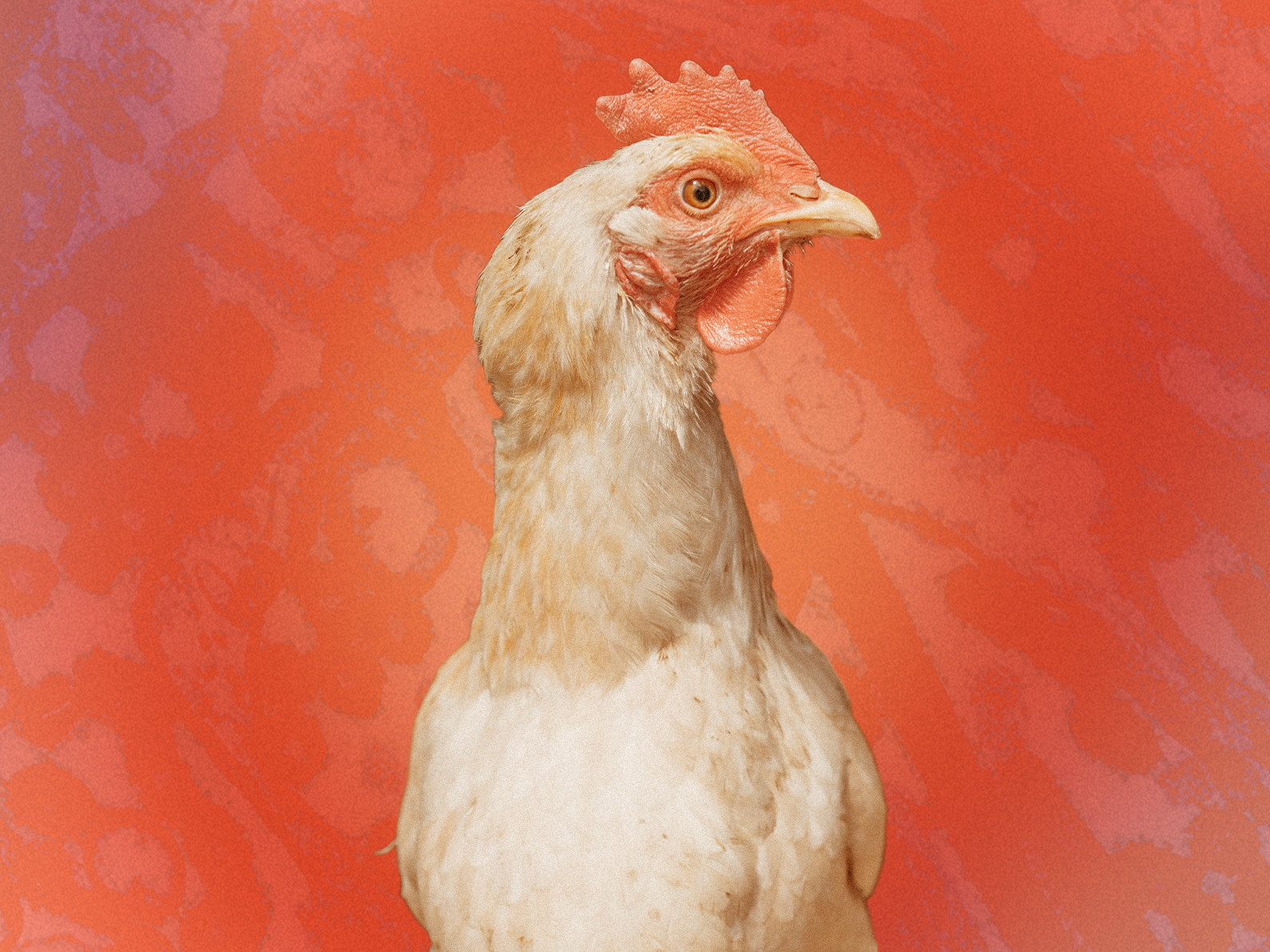 Can You Get Bird Flu From Eggs and Milk? Everything to Know About Avian Influenza